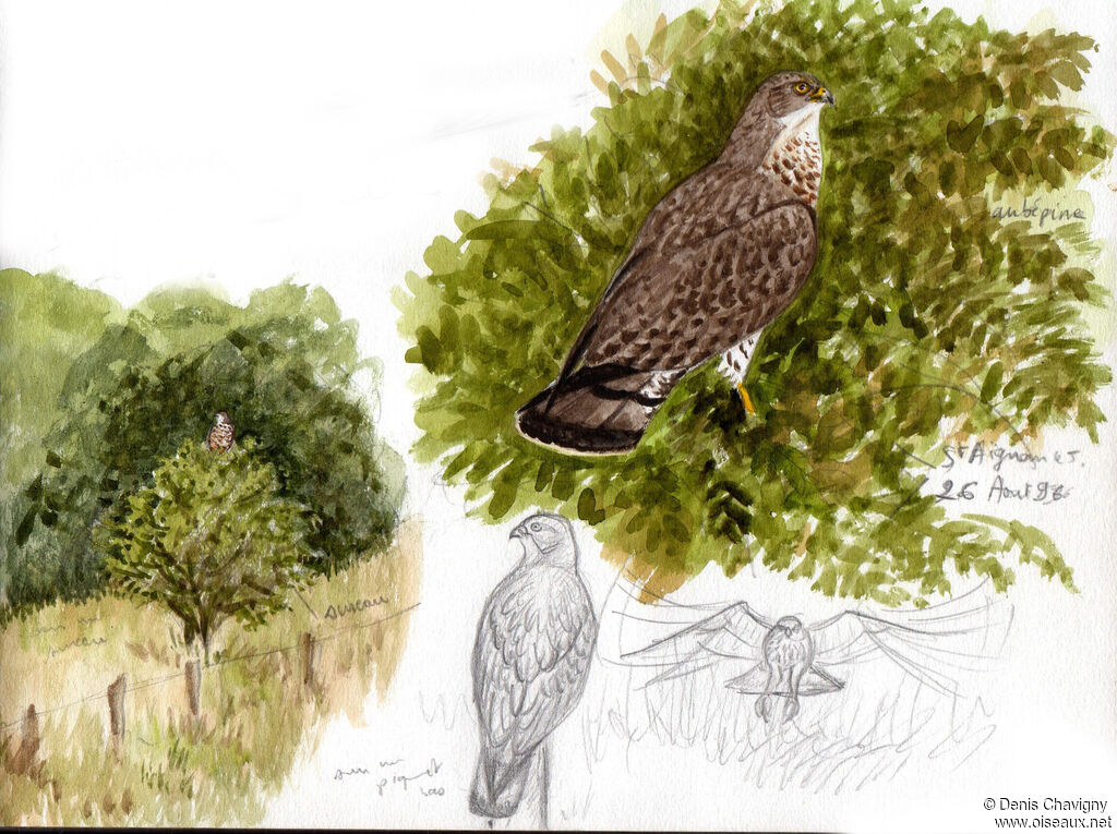 Bondrée apivore femelle, identification