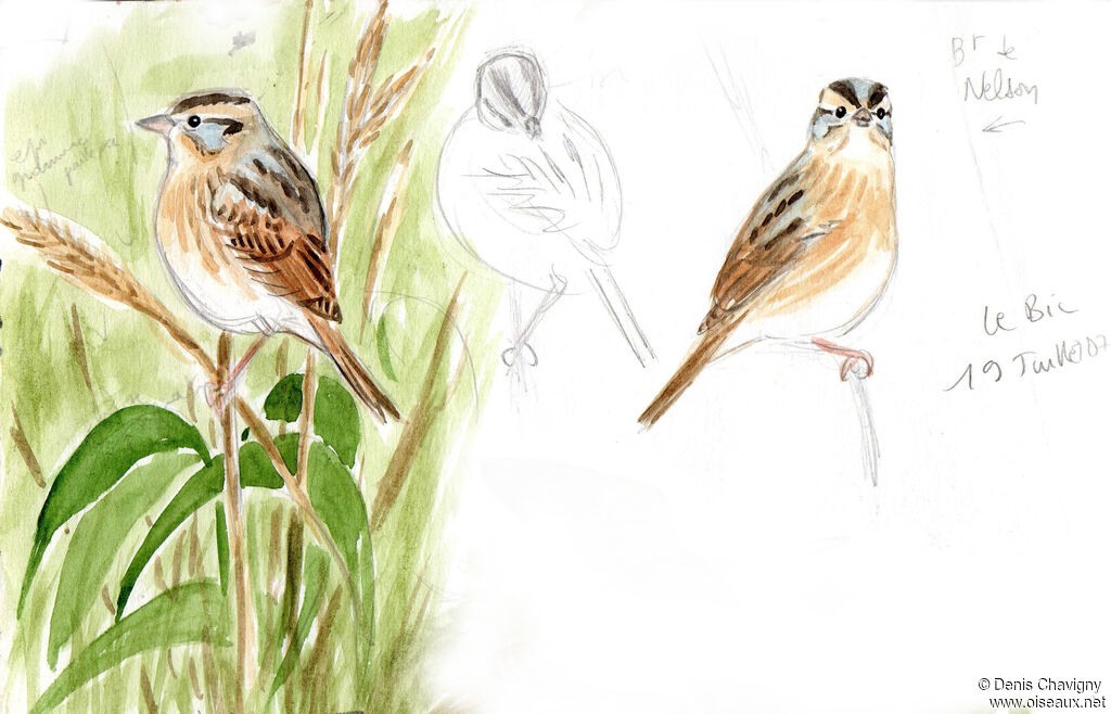 Nelson's Sparrow, identification