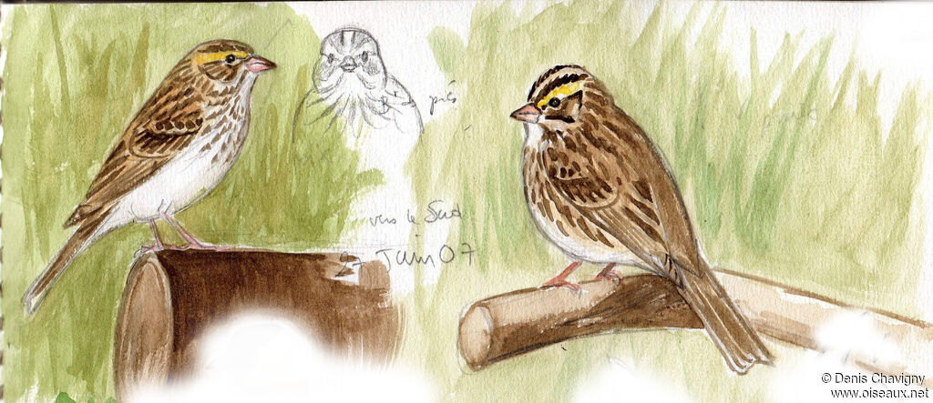 Bruant des présadulte, identification
