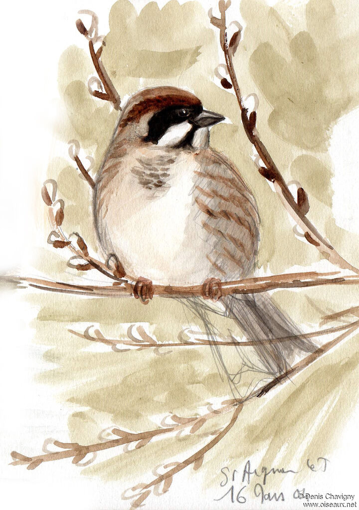 Bruant des roseaux mâle immature, mue