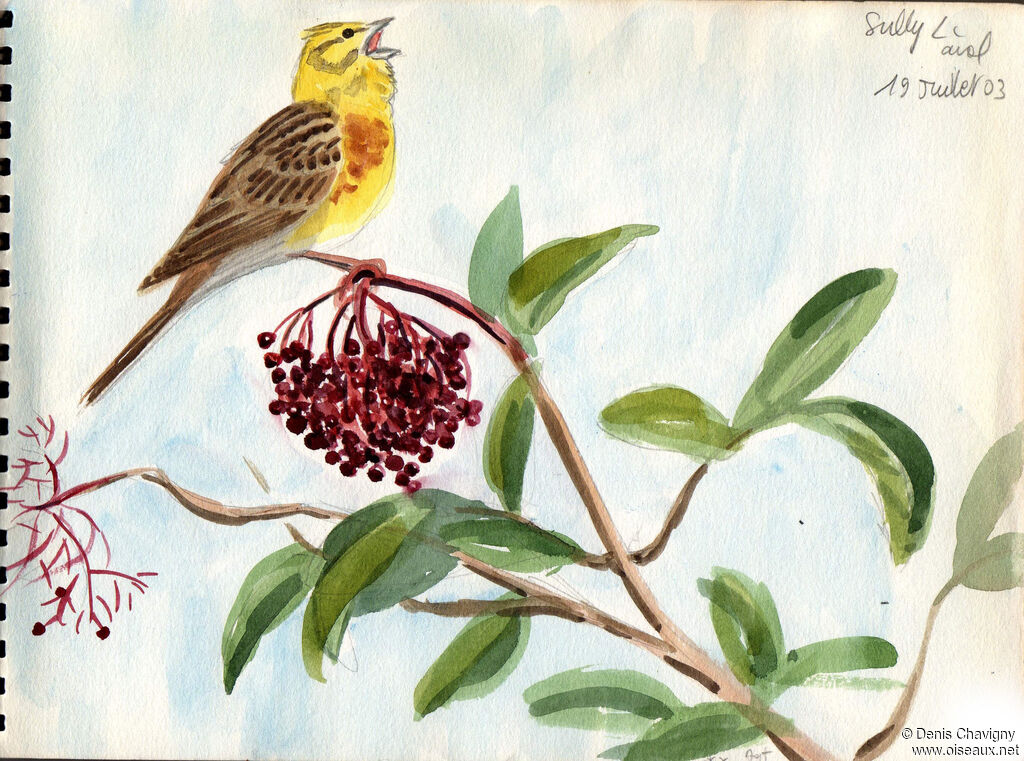 Bruant jaune mâle adulte nuptial, identification, chant