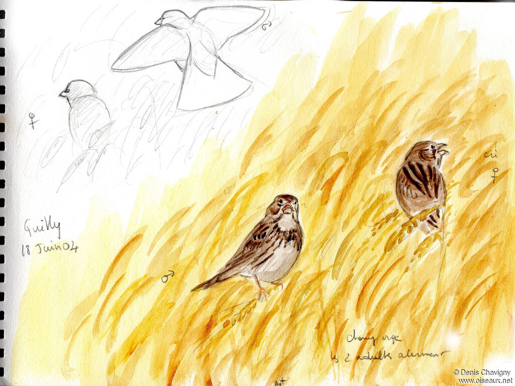 Bruant proyeradulte, habitat, chant