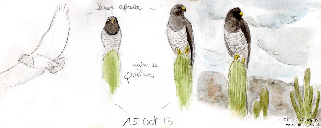Buse aguia, habitat
