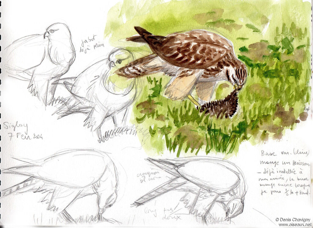 Buse variable, mange