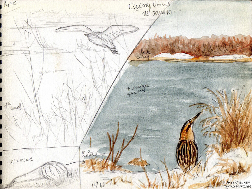 Butor étoilé, habitat