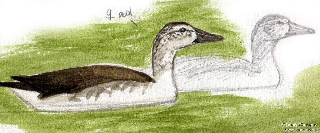 Canard à bosse femelle, nage