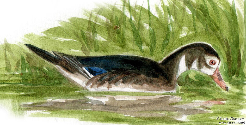 Canard carolin mâle, identification, mue, nage