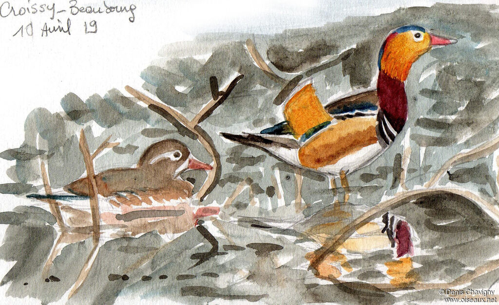 Canard mandarinadulte, habitat
