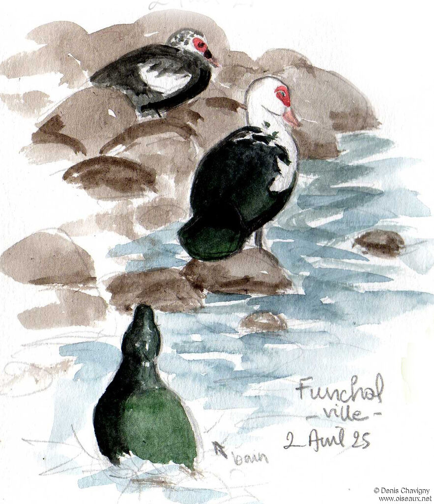 Canard musquéadulte, habitat