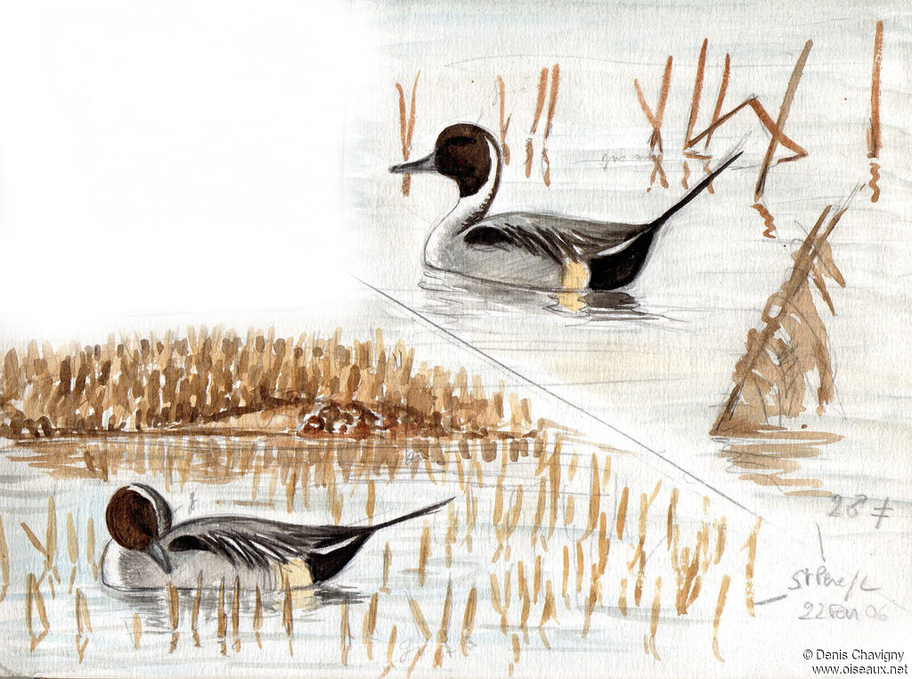 Canard pilet mâle adulte, soins, nage