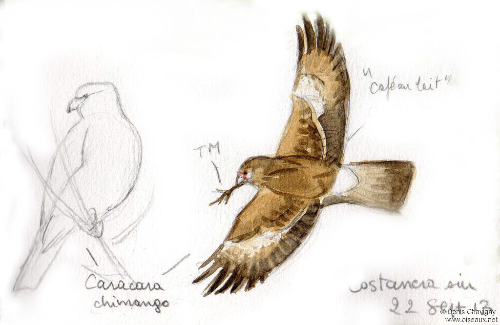 Caracara chimangoadulte, Vol, parade, Comportement