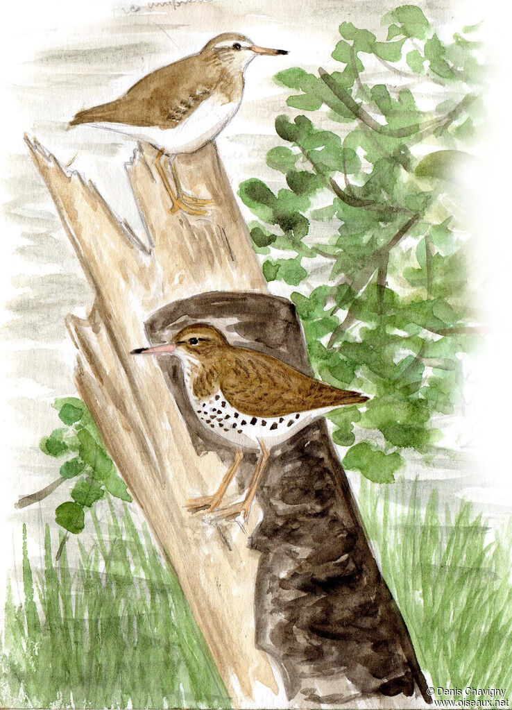 Chevalier grivelé, habitat