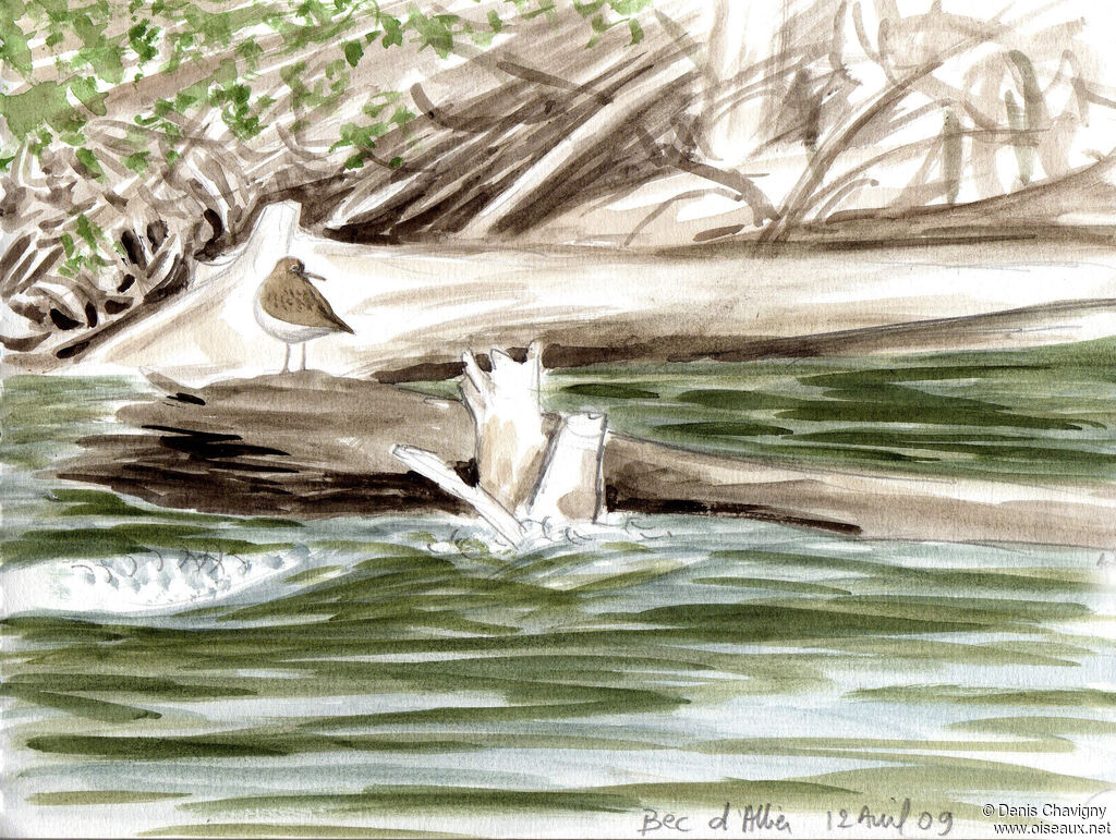 Chevalier guignetteadulte, habitat