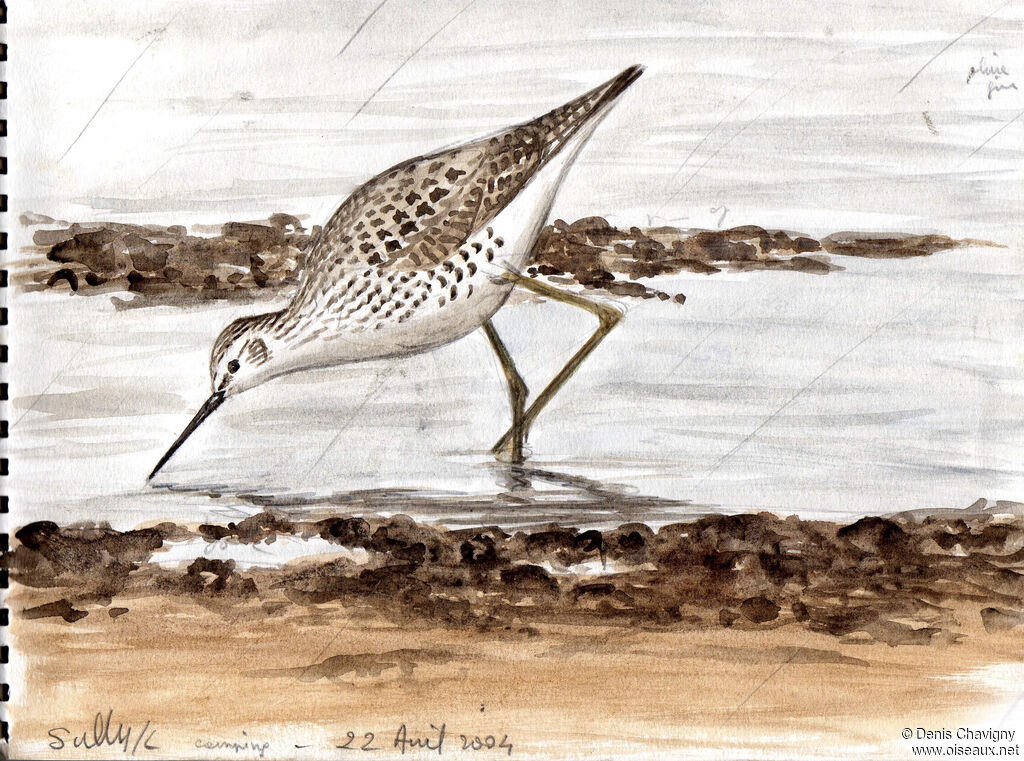 Chevalier stagnatileadulte nuptial, habitat, mange