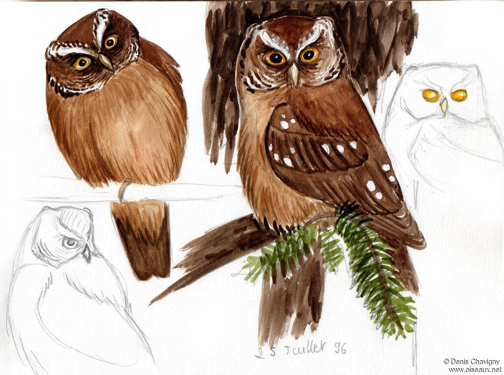 Chouette de Tengmalmjuvénile, identification