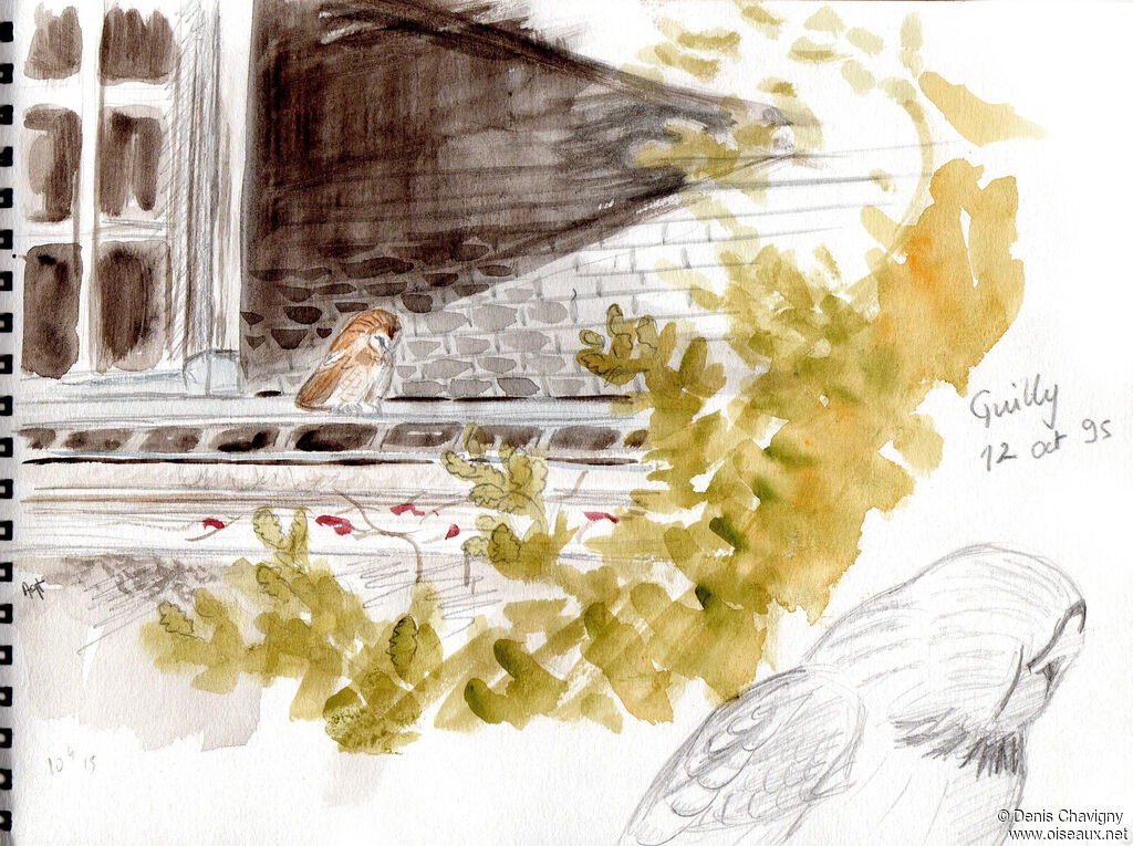 Chouette hulotteadulte, habitat, Nidification