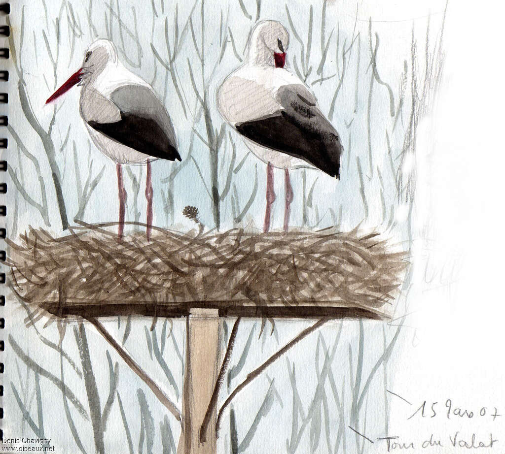 White Storkadult, Reproduction-nesting