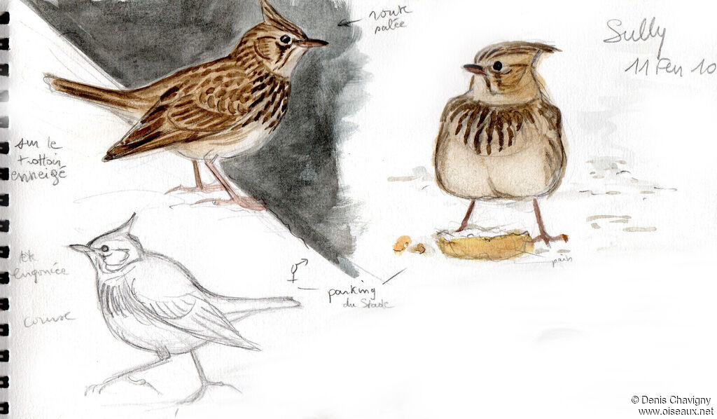 Cochevis huppéadulte, habitat, marche, mange