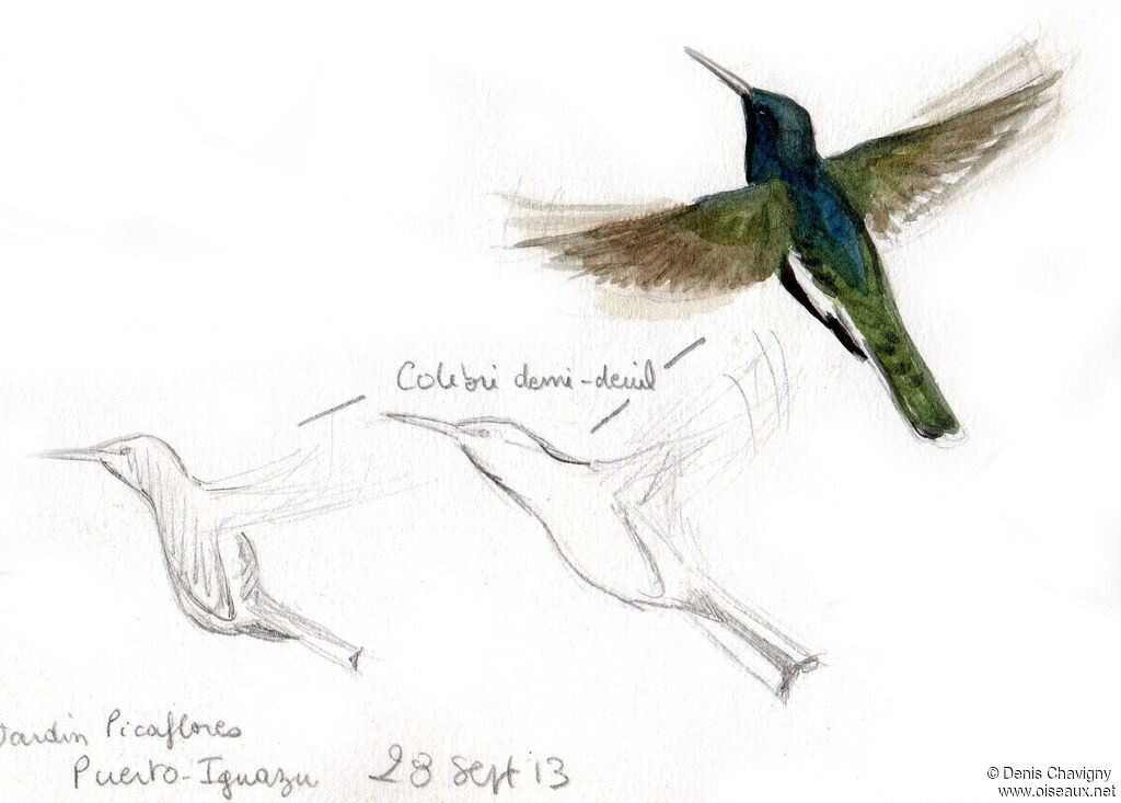 Colibri demi-deuil, Vol