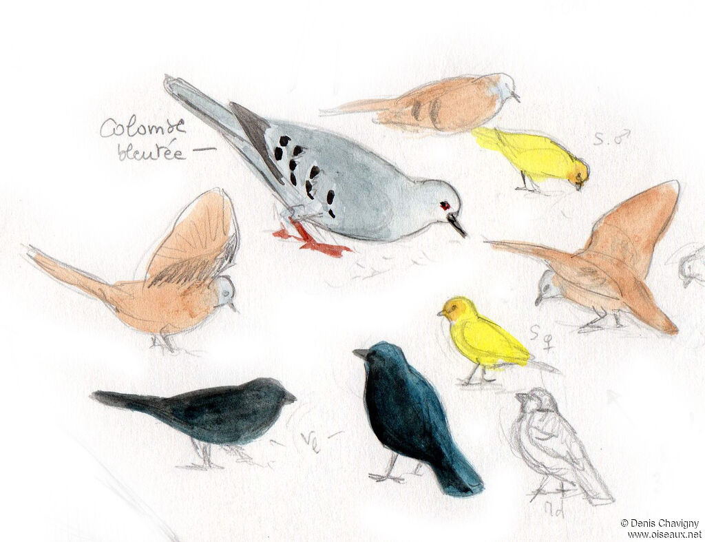 Blue Ground Dove, identification, eats