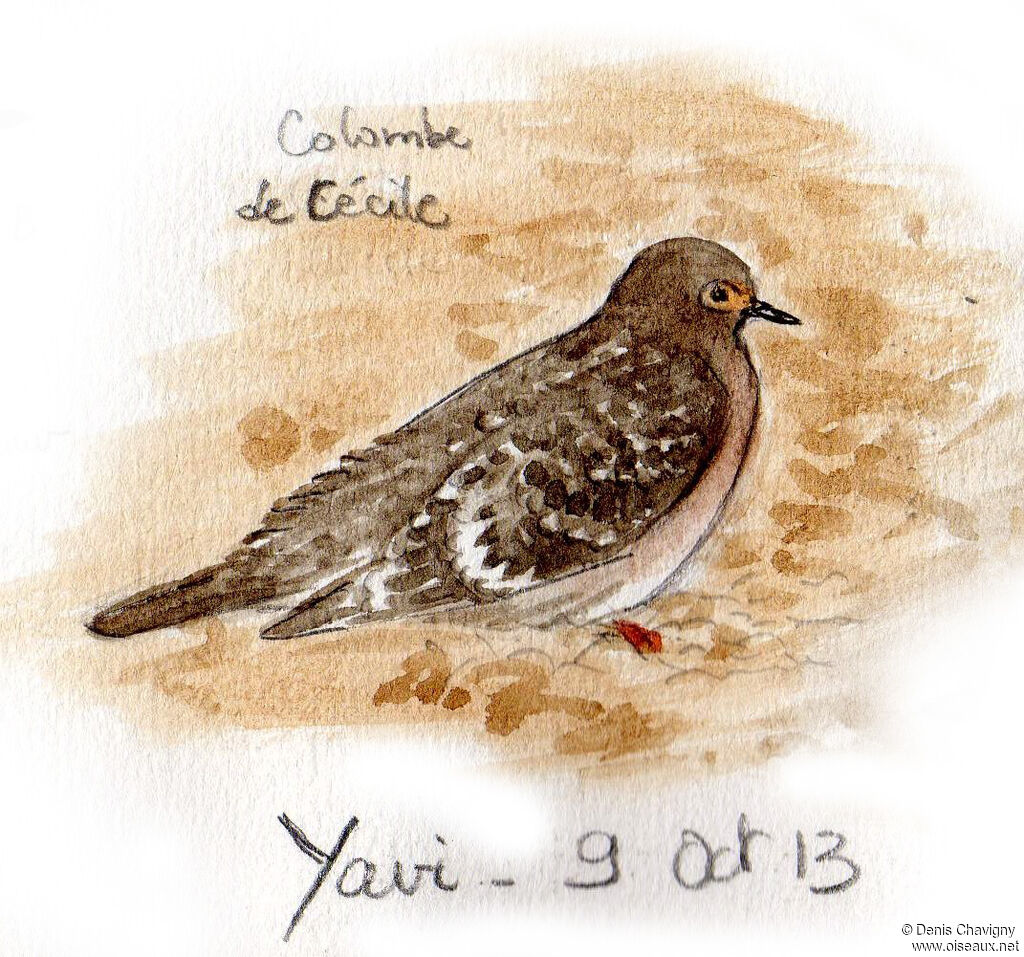 Bare-faced Ground Dove, identification