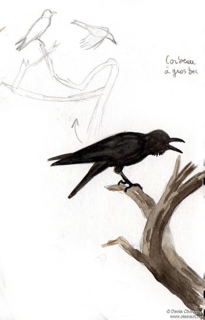 Corbeau à gros bec, identification, chant