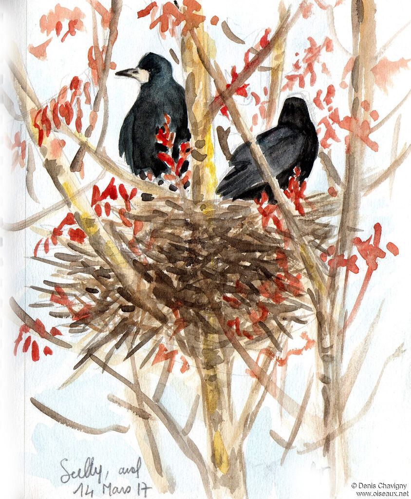 Corbeau freuxadulte, habitat, Nidification
