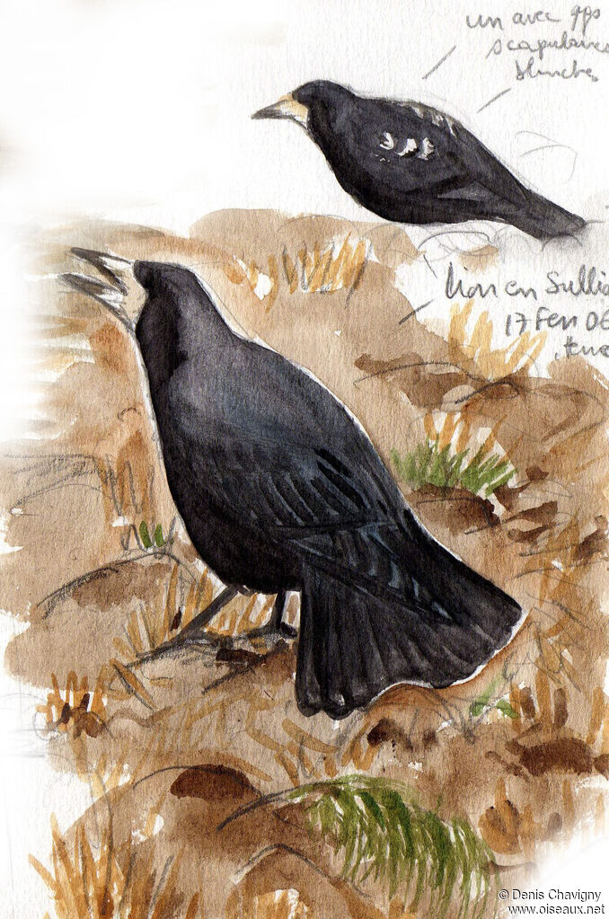 Corbeau freuxadulte, identification, chant