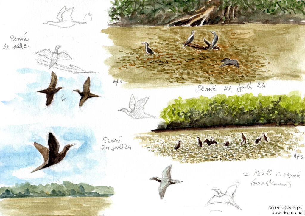 Cormoran pygmée, habitat