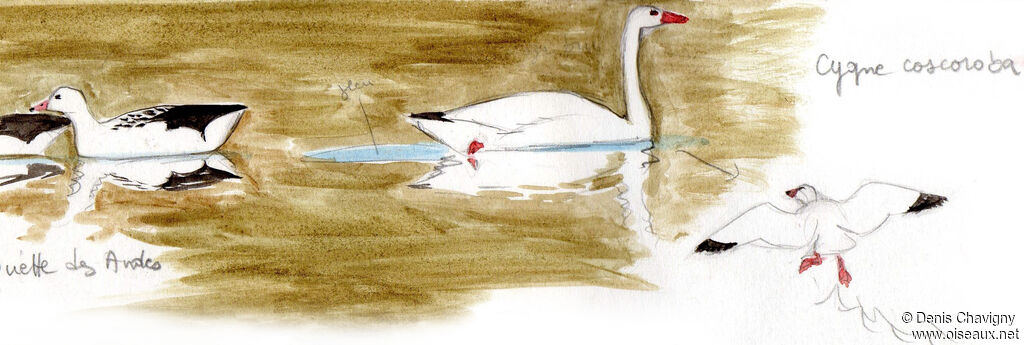 Coscoroba Swan, identification