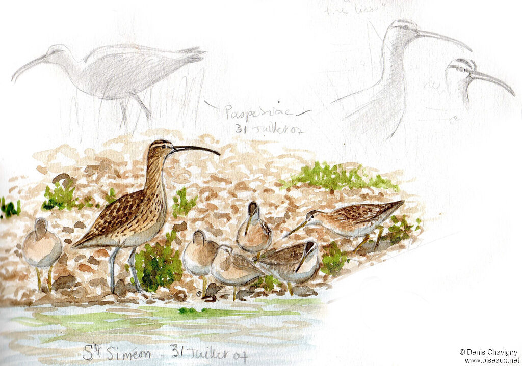 Courlis hudsonien, habitat