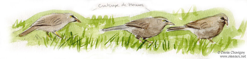 Jungle Babbler, habitat