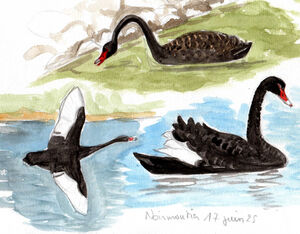 Cygne noir
