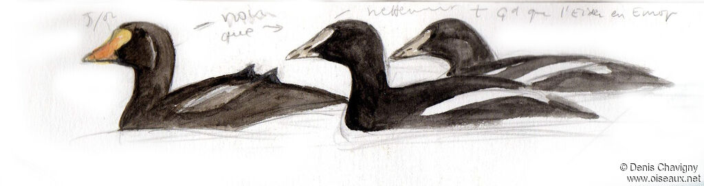 Eider à tête griseimmature, identification