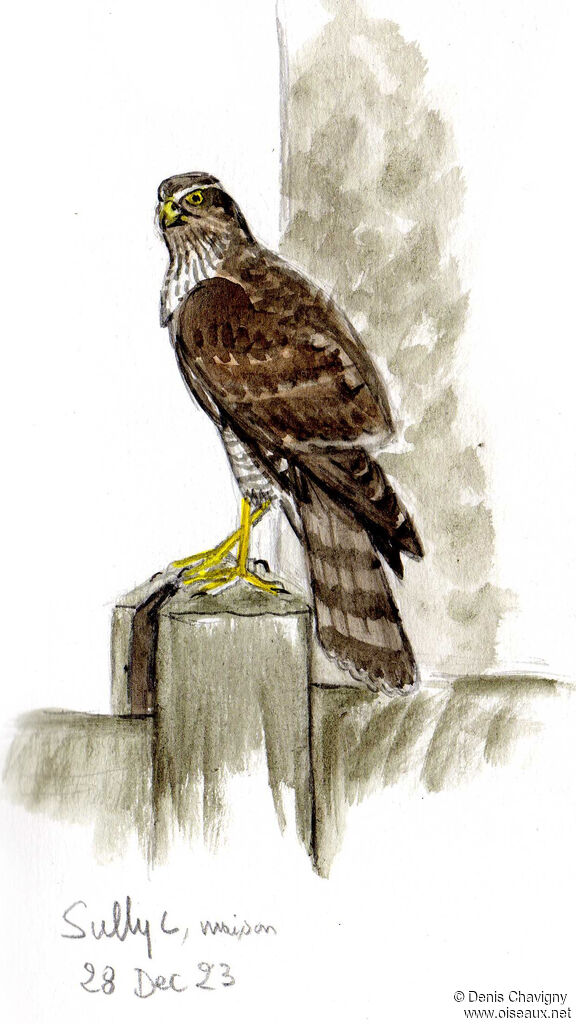 Eurasian Sparrowhawk female adult, close-up portrait