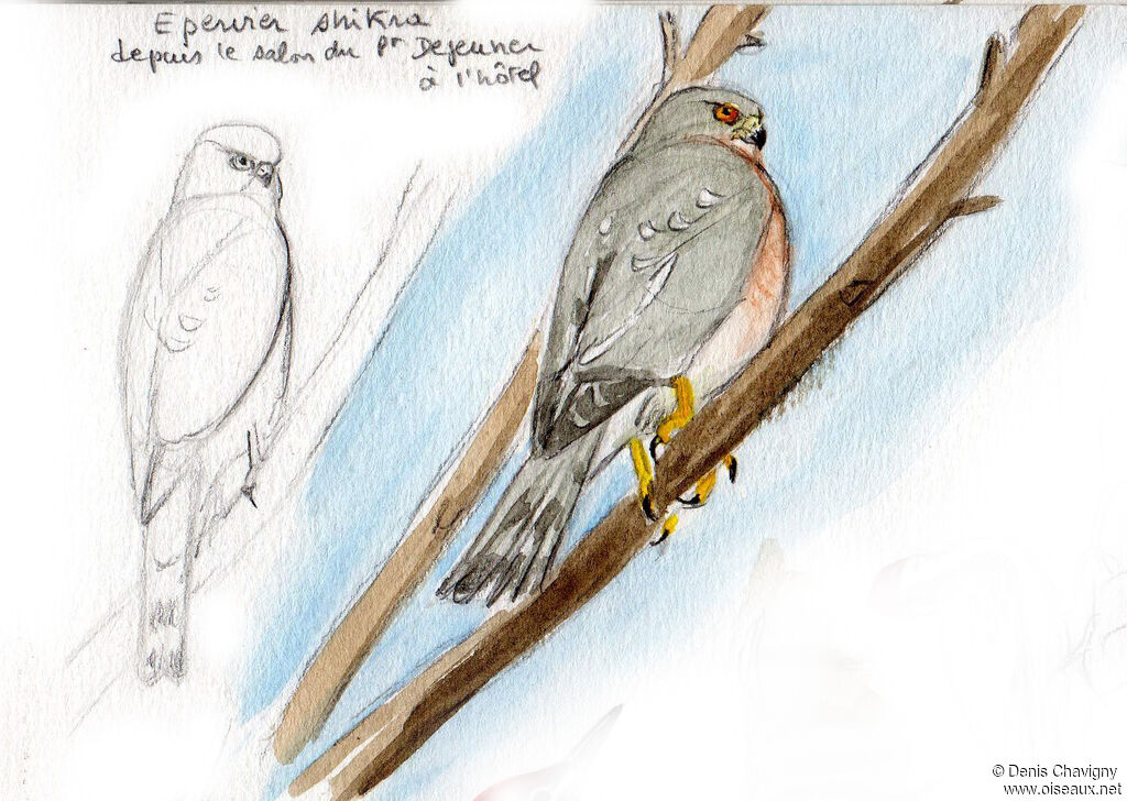 Épervier shikraadulte, identification