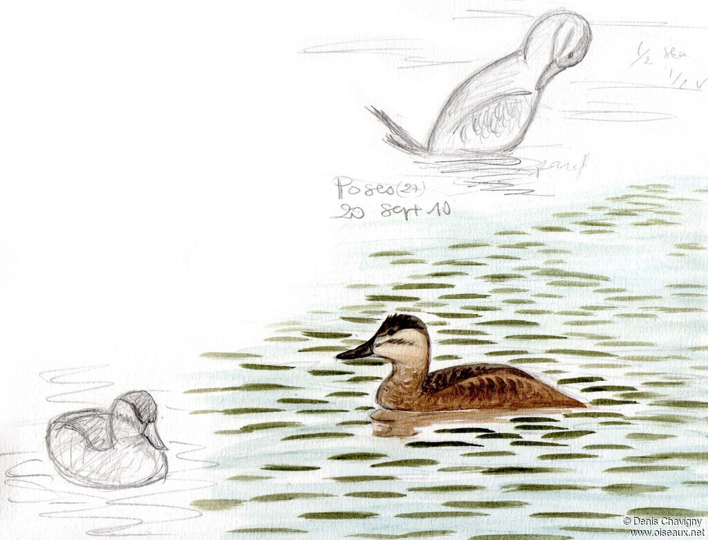 Ruddy Duckjuvenile