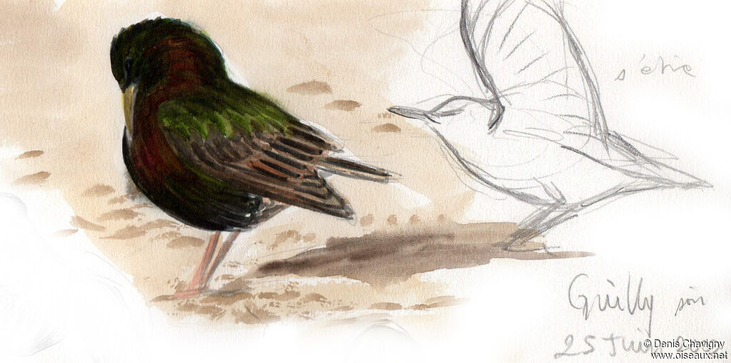 Common Starlingadult breeding, care