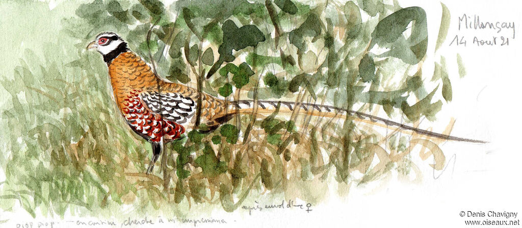 Reeves's Pheasant male adult, identification