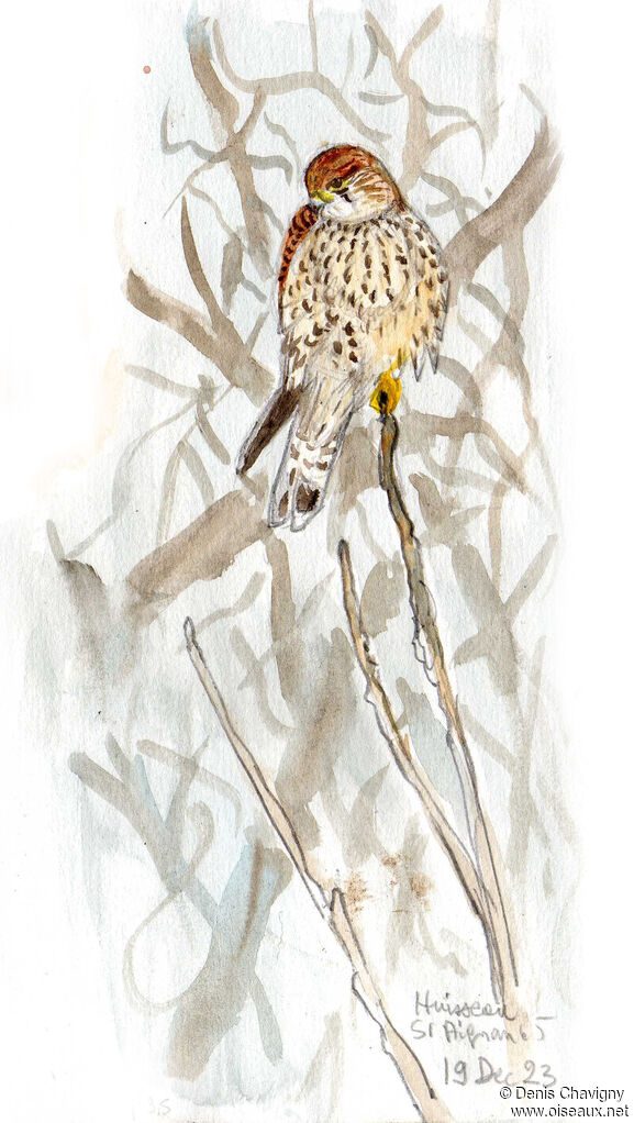 Faucon crécerelle femelle, portrait
