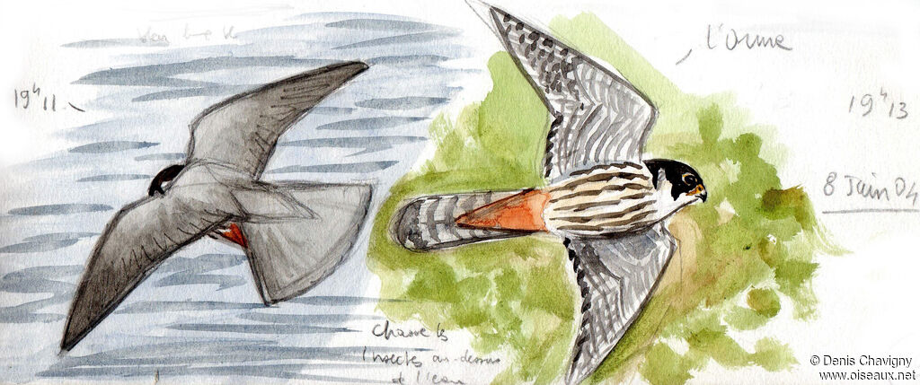 Eurasian Hobbyadult, Flight