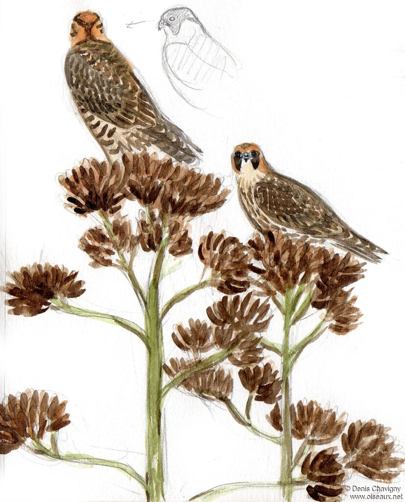 Faucon pèlerinjuvénile, habitat