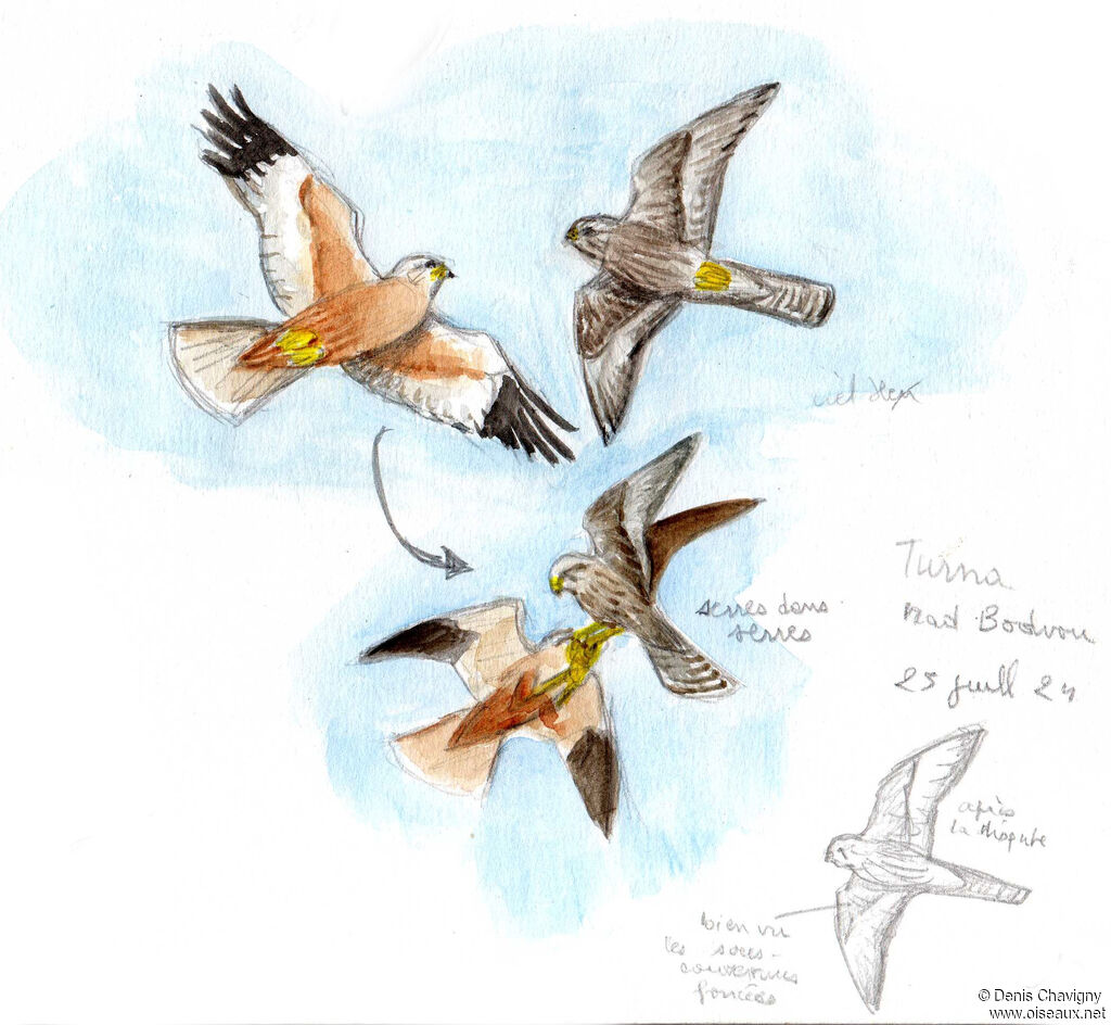 Faucon sacreadulte