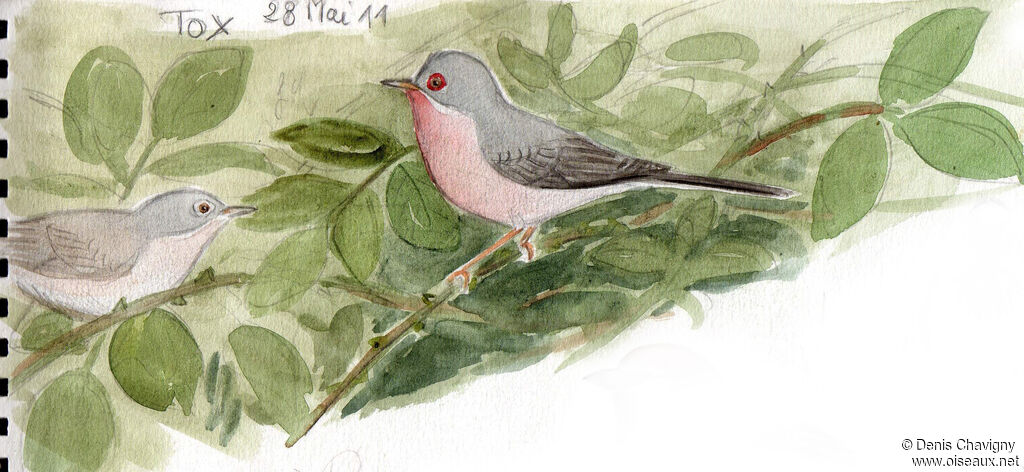 Fauvette de Moltoniadulte, habitat