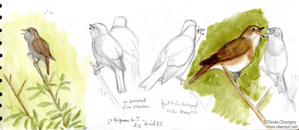 Garden Warbler male adult, song