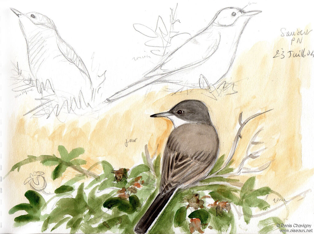 Fauvette orphéejuvénile, identification