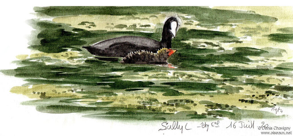 Foulque macroule, habitat