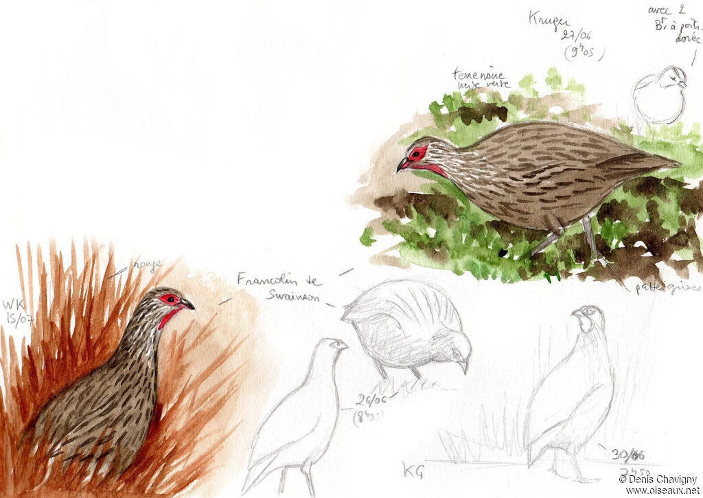 Francolin de Swainson, identification