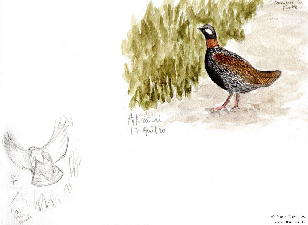 Francolin noir mâle adulte, identification, marche