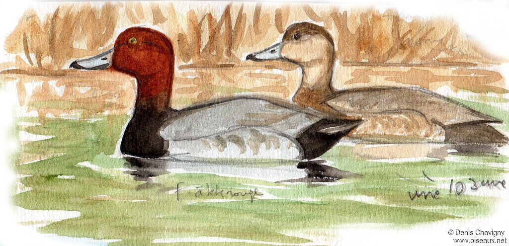 Fuligule à tête rougeadulte, habitat, nage